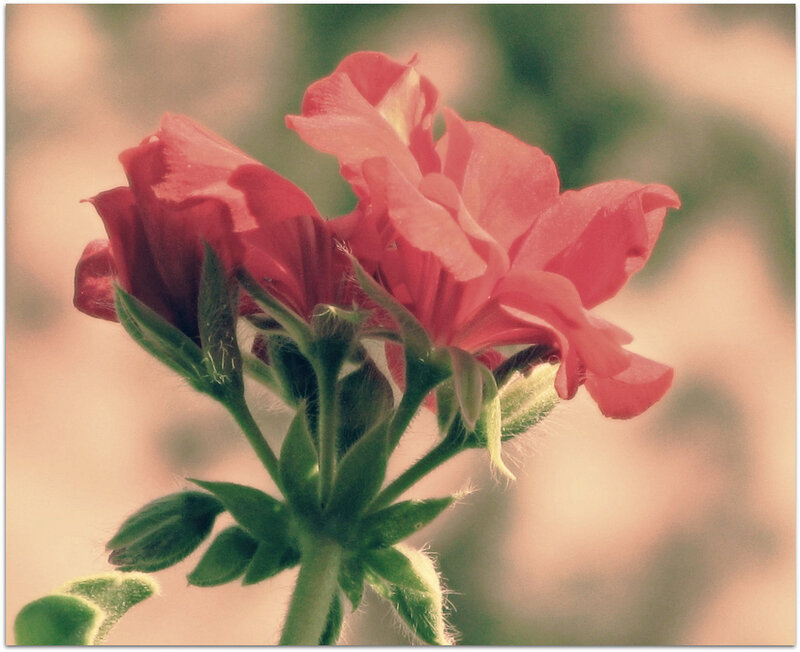 Red Geranium Flower — Calm