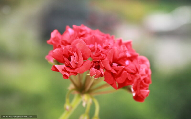 Red geranium flower cluster