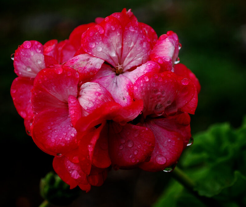 Red Geranium Flower — Dramatic