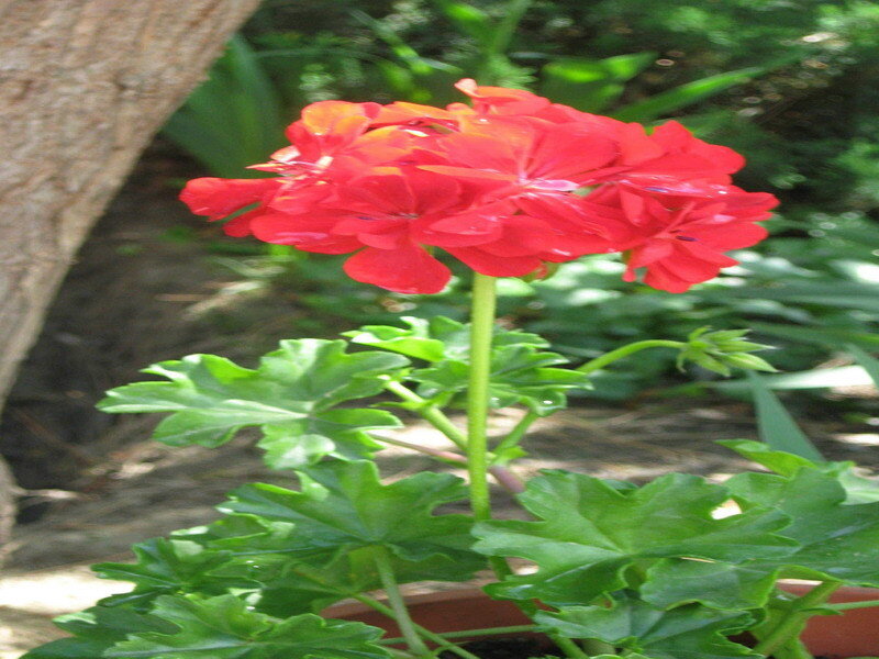 Red geranium flower in garden