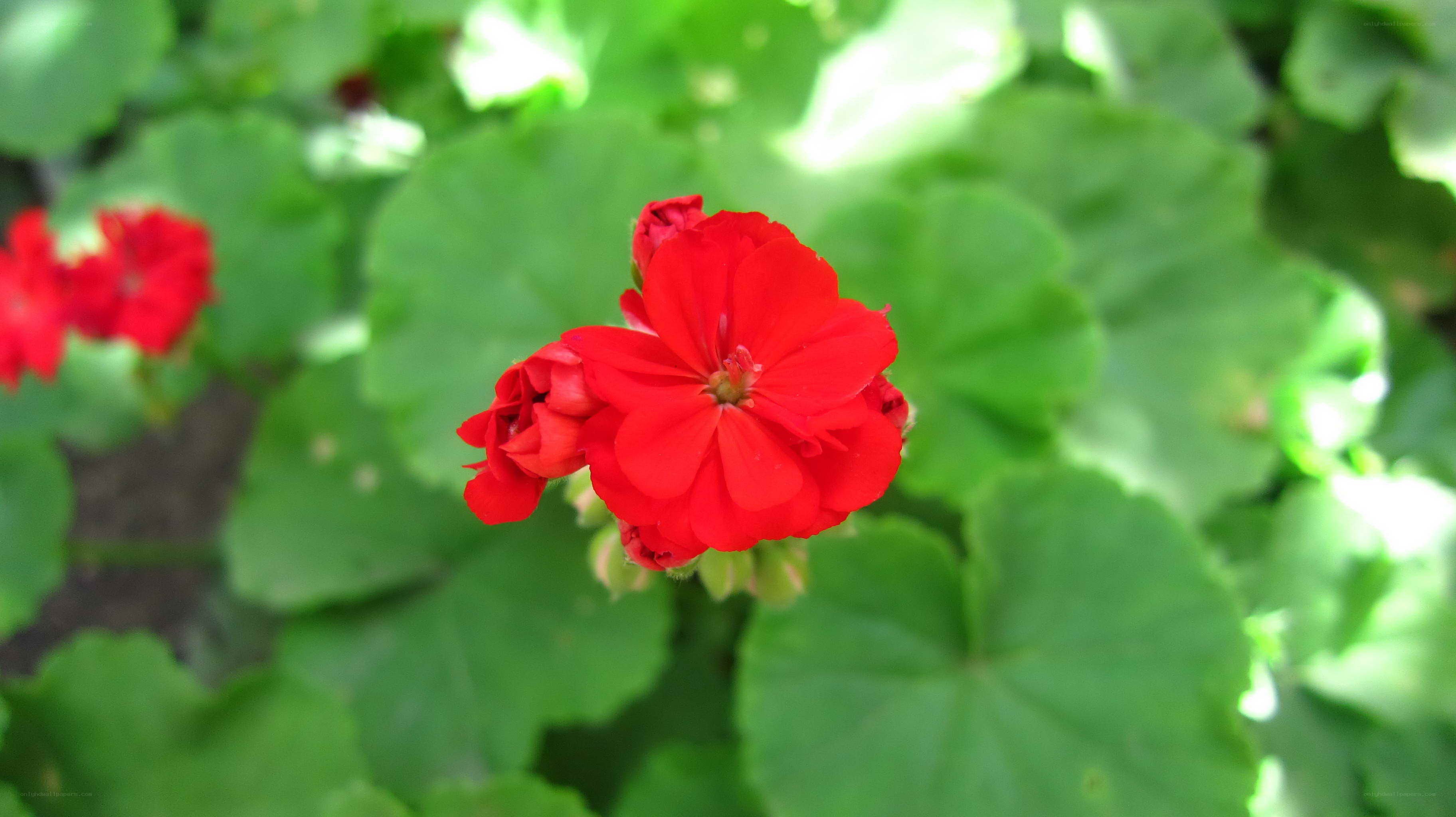 Red geranium flower in garden