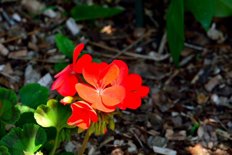 Red Geranium Flower — Natural, Afternoon, Photograph