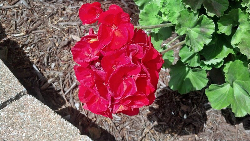 Red Geranium Flower — Natural, Afternoon