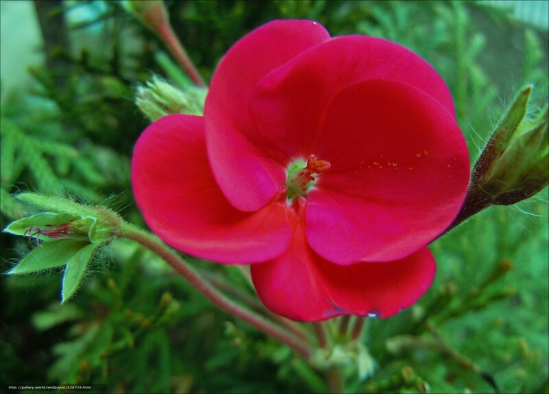 Red Geranium Flower — Natural, Photograph