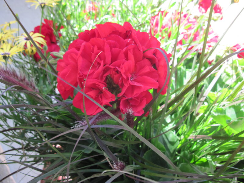 Red Geranium Flower — Natural