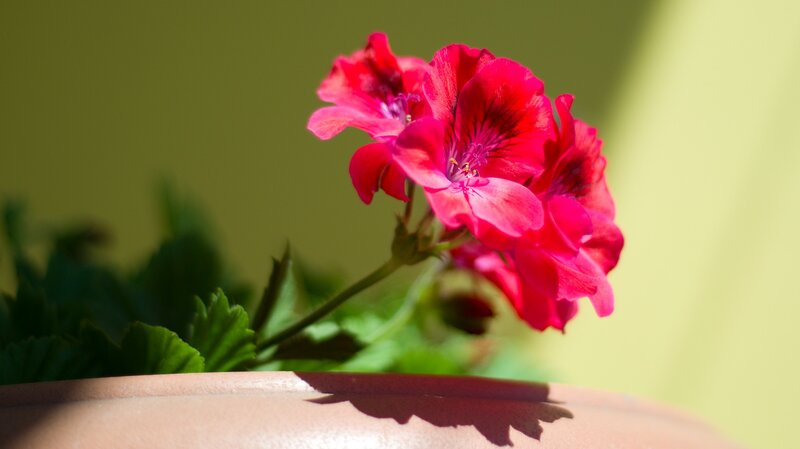 Red Geranium Flower — Serene, Afternoon, Photograph