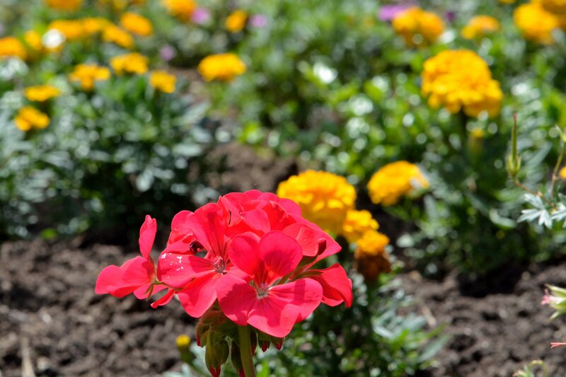 Red Geranium Flower — Serene, Afternoon