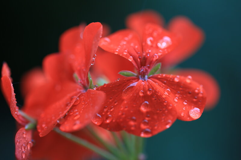 Red Geranium Flower — Serene, Photograph