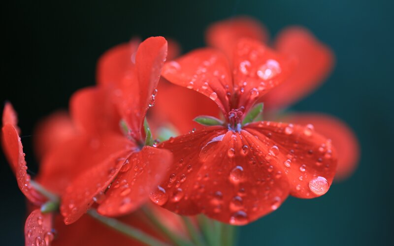 Red Geranium Flower — Serene, Photograph, Water Droplets