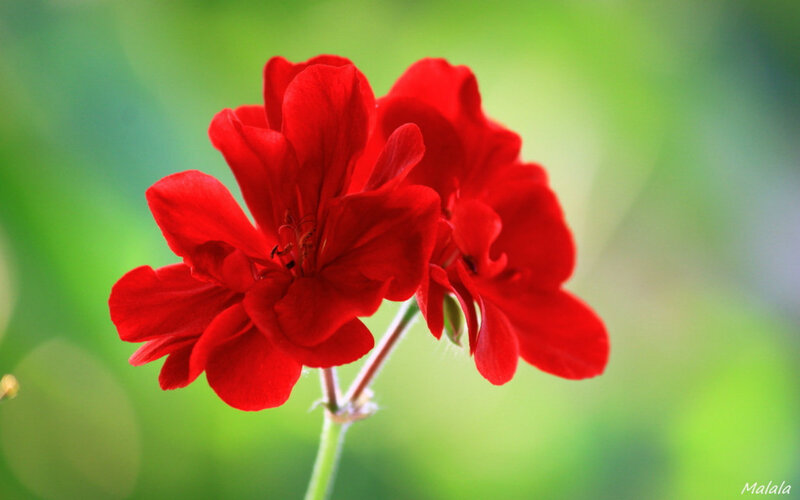 Red Geranium Flower — Serene