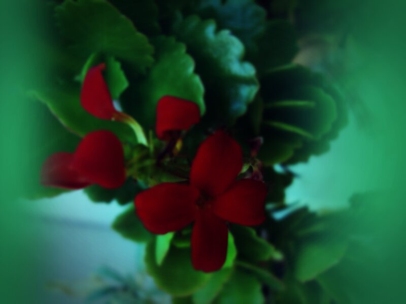 Red Geranium Flower