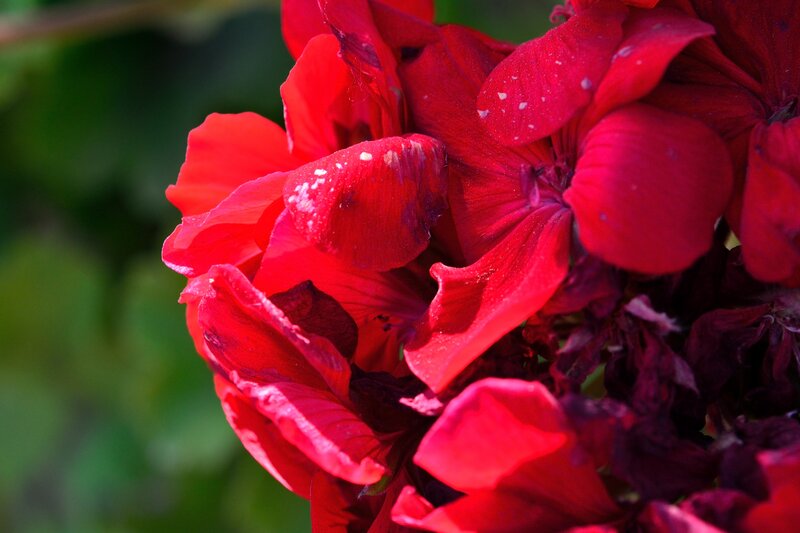 Red Geranium Flower — Vibrant, Afternoon, Photograph, Petals