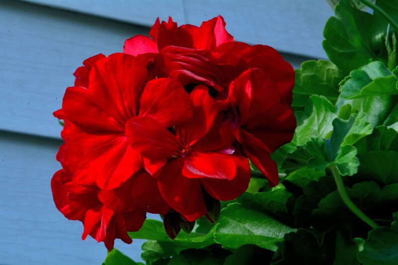 Red Geranium Flower — Vibrant, Afternoon, Photograph