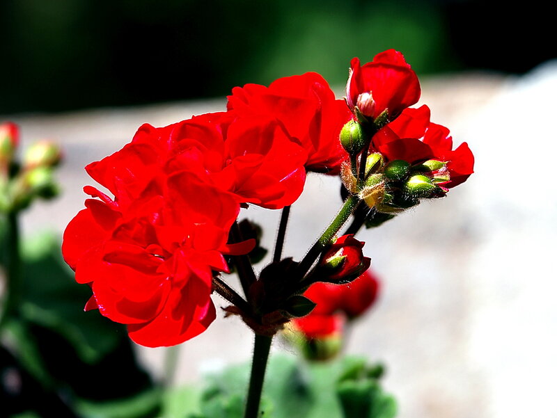 Red Geranium Flower — Vibrant, Afternoon