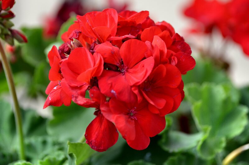 Red Geranium Flower — Vibrant, Photograph, Green Leaves, Flower Buds