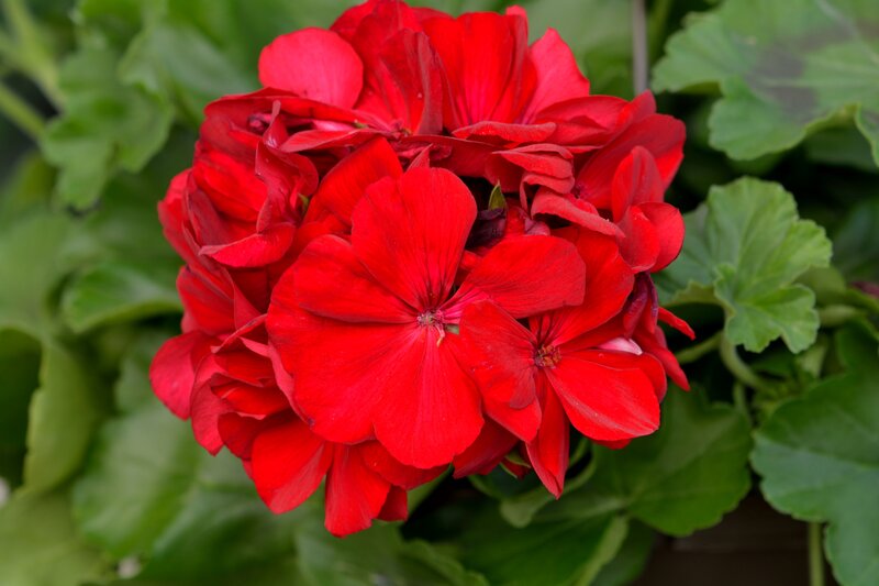 Red Geranium Flower — Vibrant, Photograph, Green Leaves