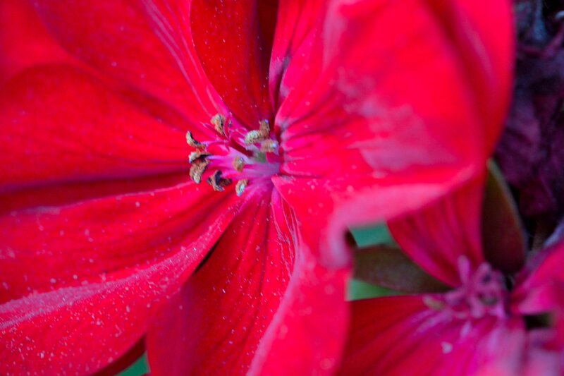 Red Geranium Flower — Vibrant, Photograph, Petals