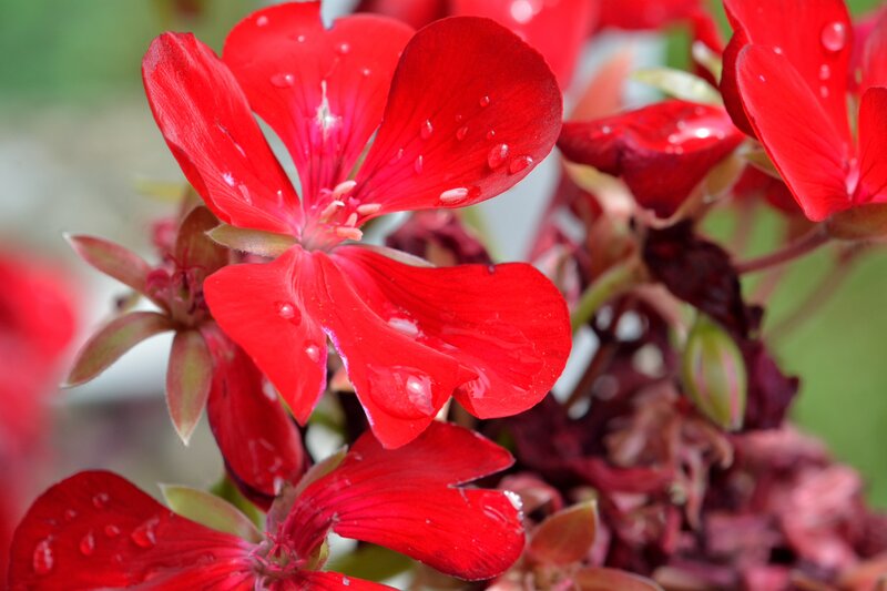 Red Geranium Flower — Vibrant, Photograph, Petals, Water Droplets