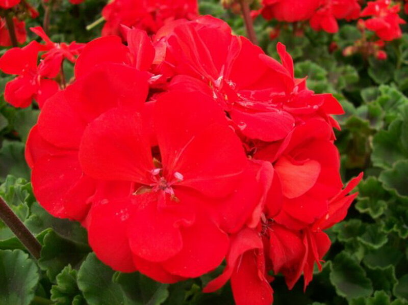 Red Geranium Flower — Vibrant, Photograph
