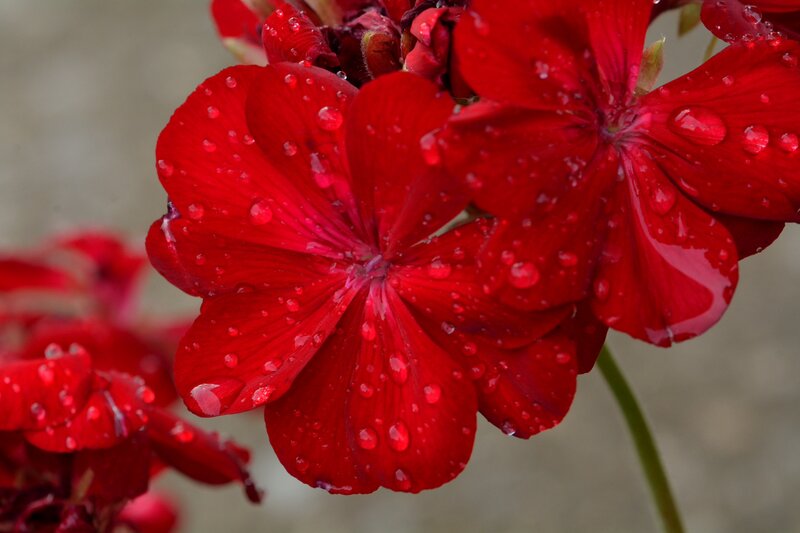 Red Geranium Flower — Vibrant, Photograph, Water Droplets