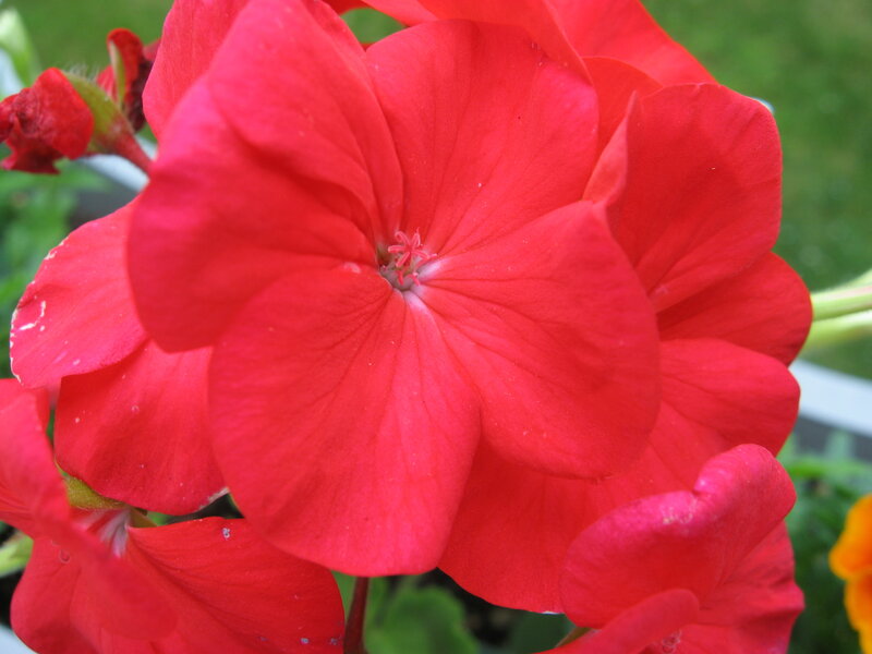 Red Geranium Flower — Vibrant