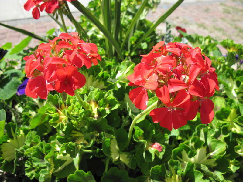 Red Geranium Flowers — Bright, Afternoon, Photograph