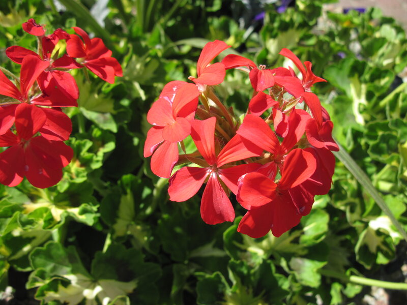 Red Geranium Flowers — Bright, Afternoon