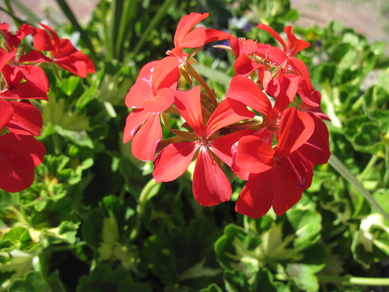 Red Geranium Flowers — Bright