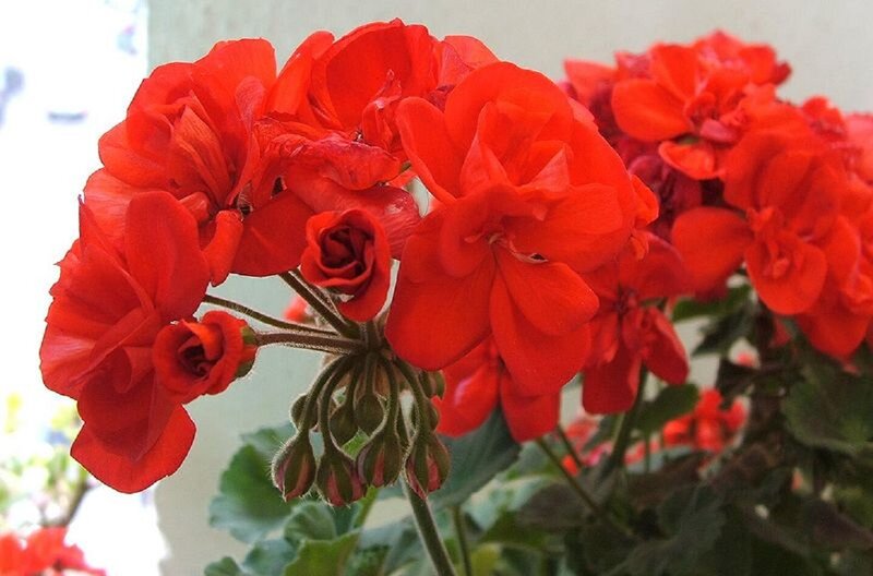 Red Geranium Flowers — Calm, Afternoon, Photograph, Buds