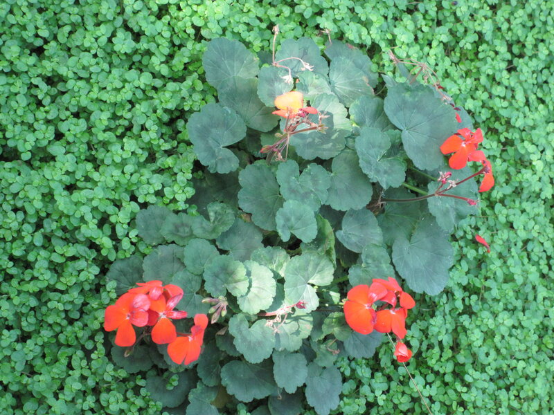 Red Geranium Flowers — Calm, Afternoon, Photograph, Green Leaves, Ground Cover
