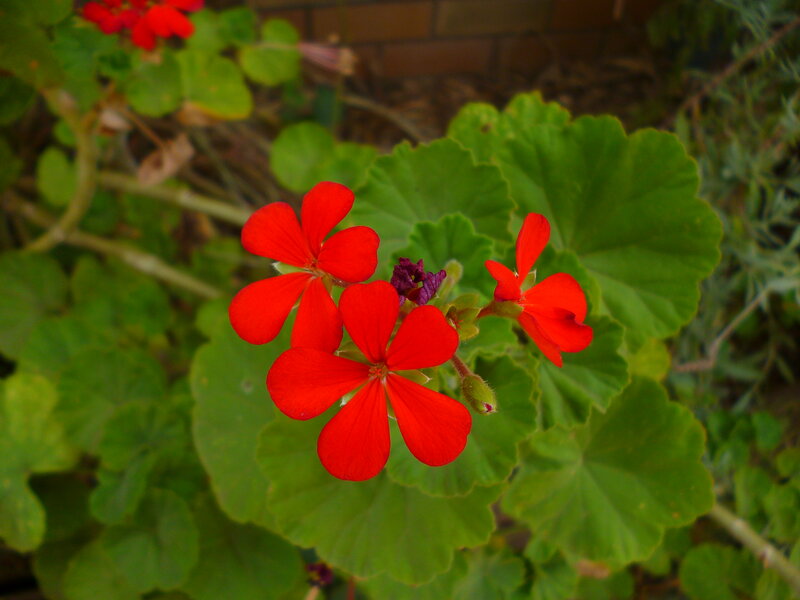 Red Geranium Flowers — Calm, Afternoon, Photograph