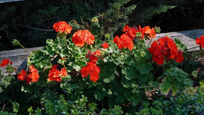 Red Geranium Flowers — Calm, Afternoon