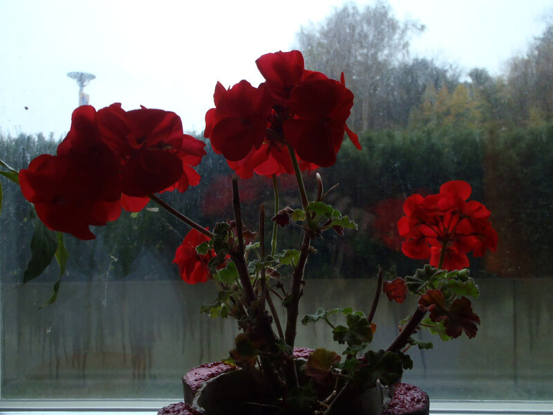Red Geranium Flowers — Calm, Autumn