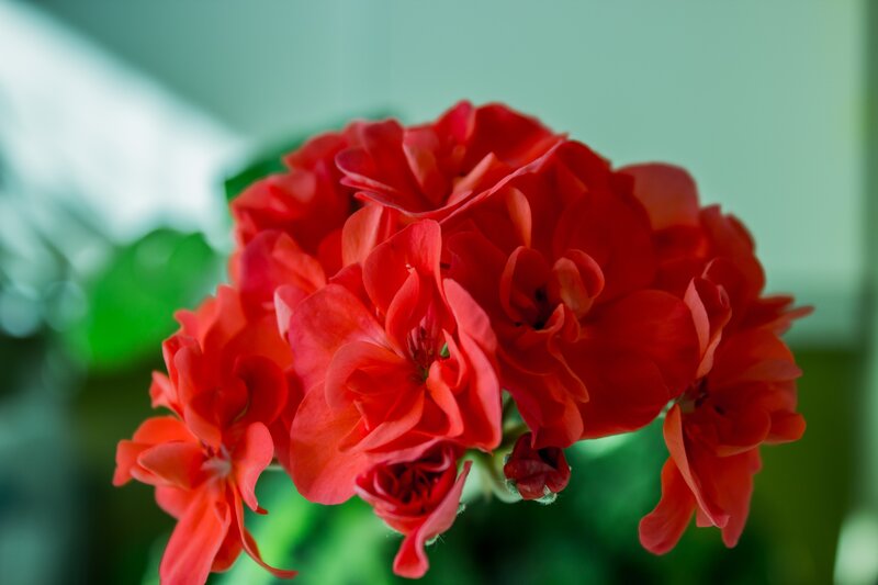 Red Geranium Flowers — Calm, Photograph, Green Leaves, Bloom
