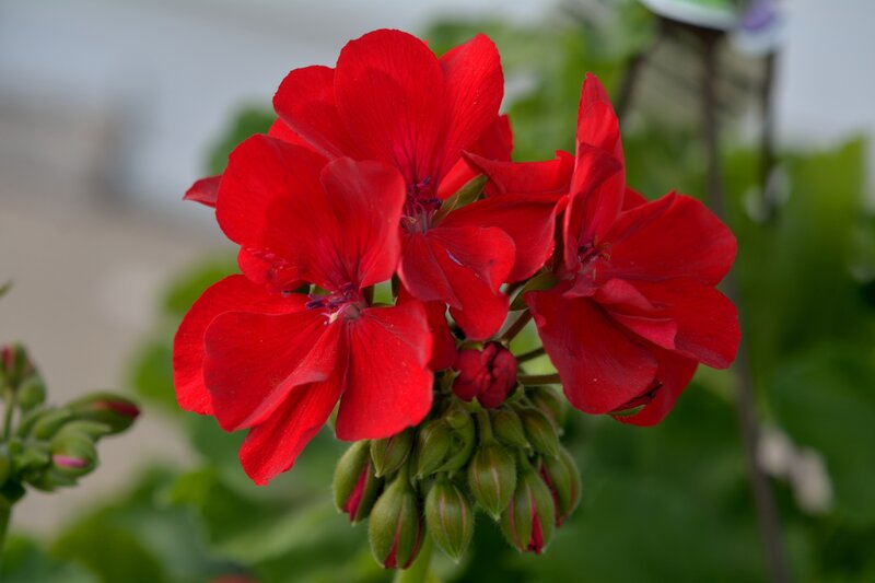 Red Geranium Flowers — Calm, Photograph, Green Leaves