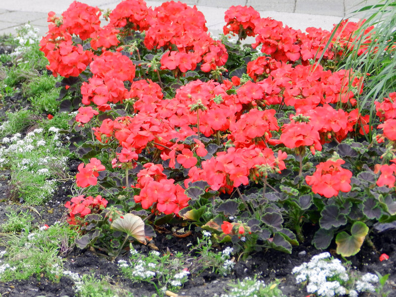 Red Geranium Flowers — Calm, Spring