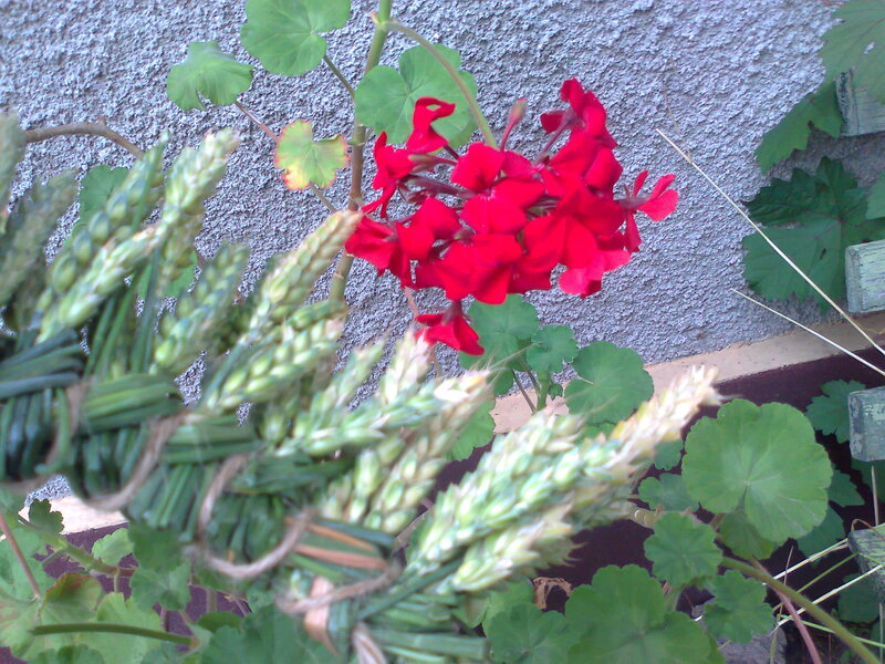 Red Geranium Flowers — Calm