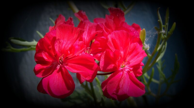 Red Geranium Flowers — Dramatic, Photograph