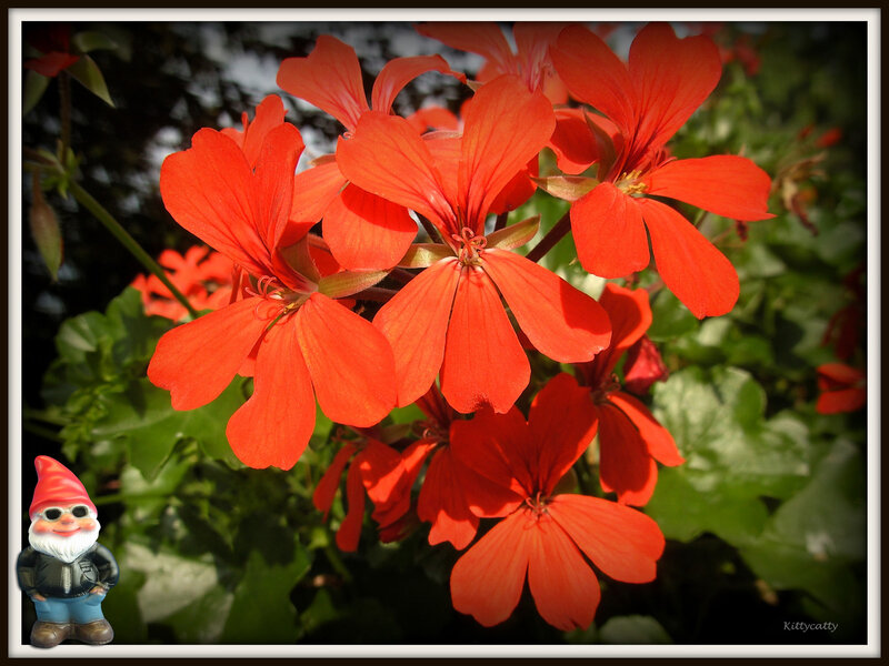 Red Geranium Flowers — Dramatic