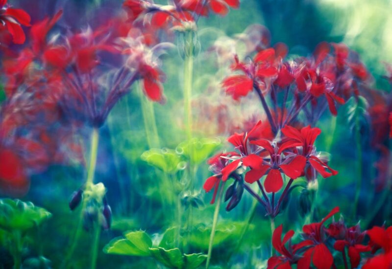 Red Geranium Flowers — Dreamy
