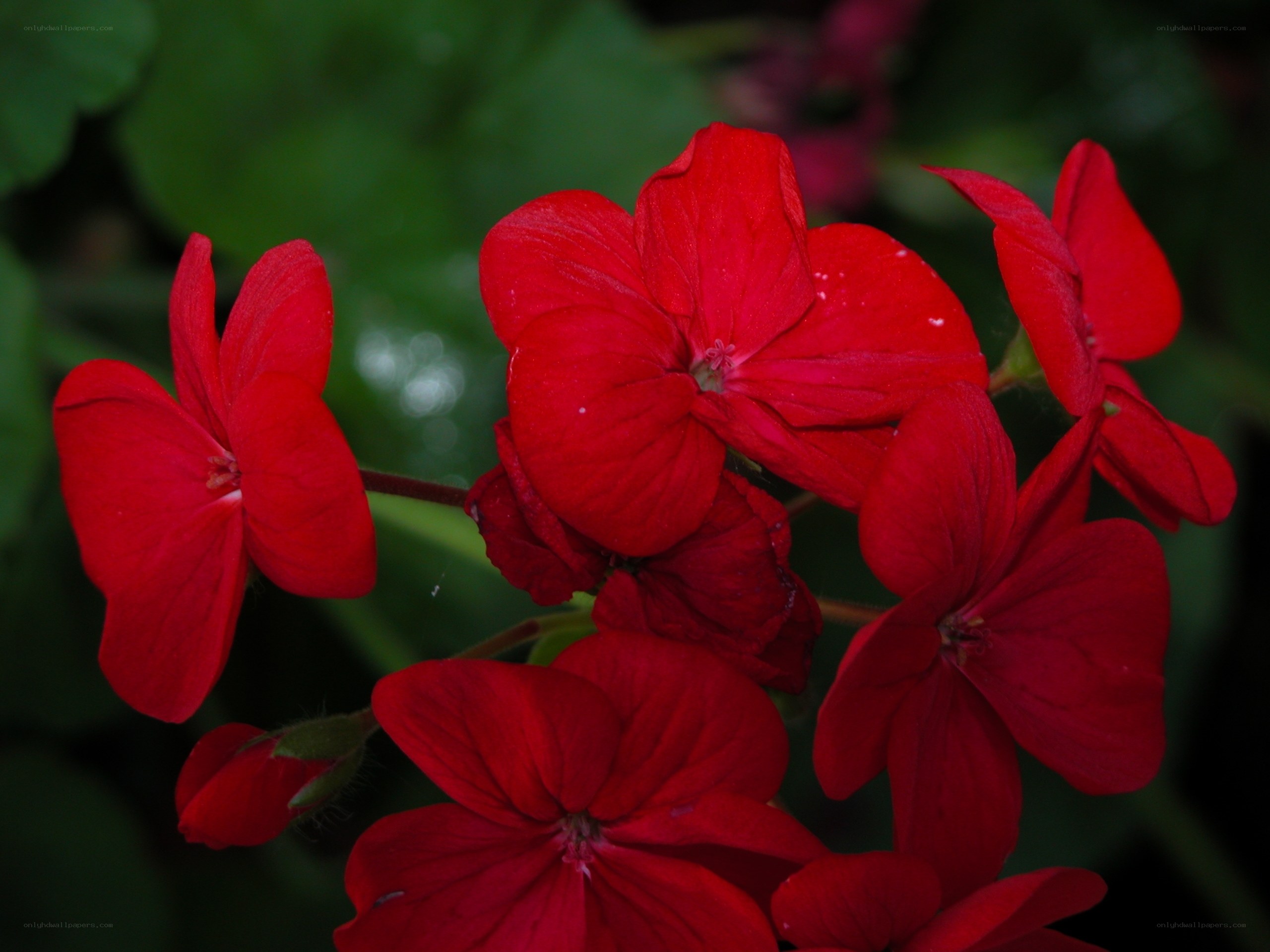 Red geranium flowers in bloom