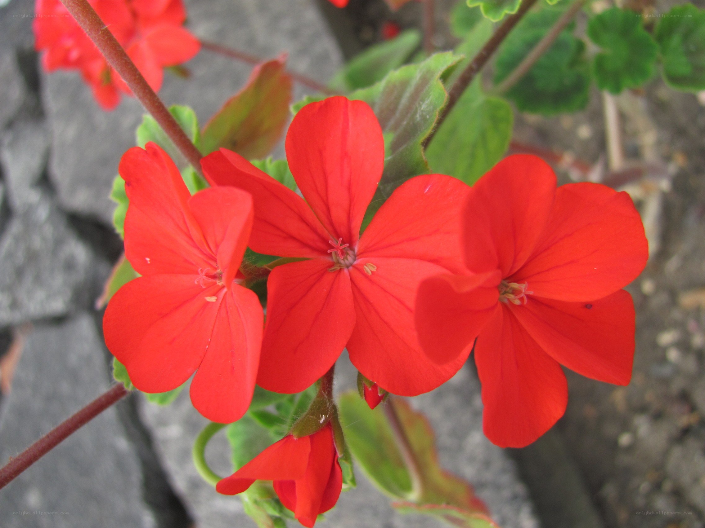 Red geranium flowers in bloom