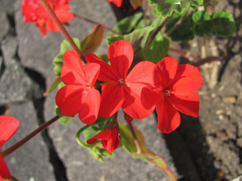 Red geranium flowers in bloom