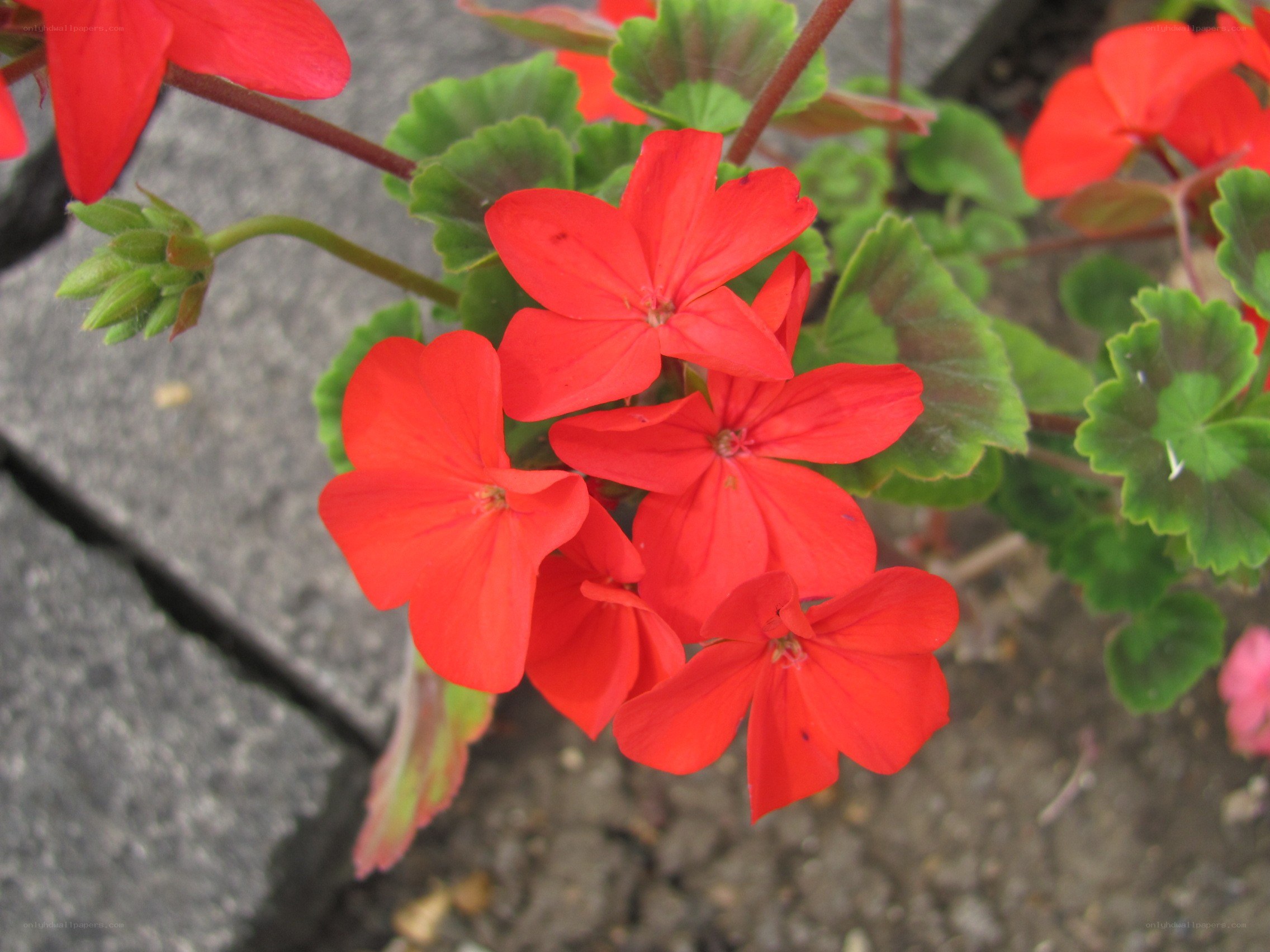 Red geranium flowers in bloom
