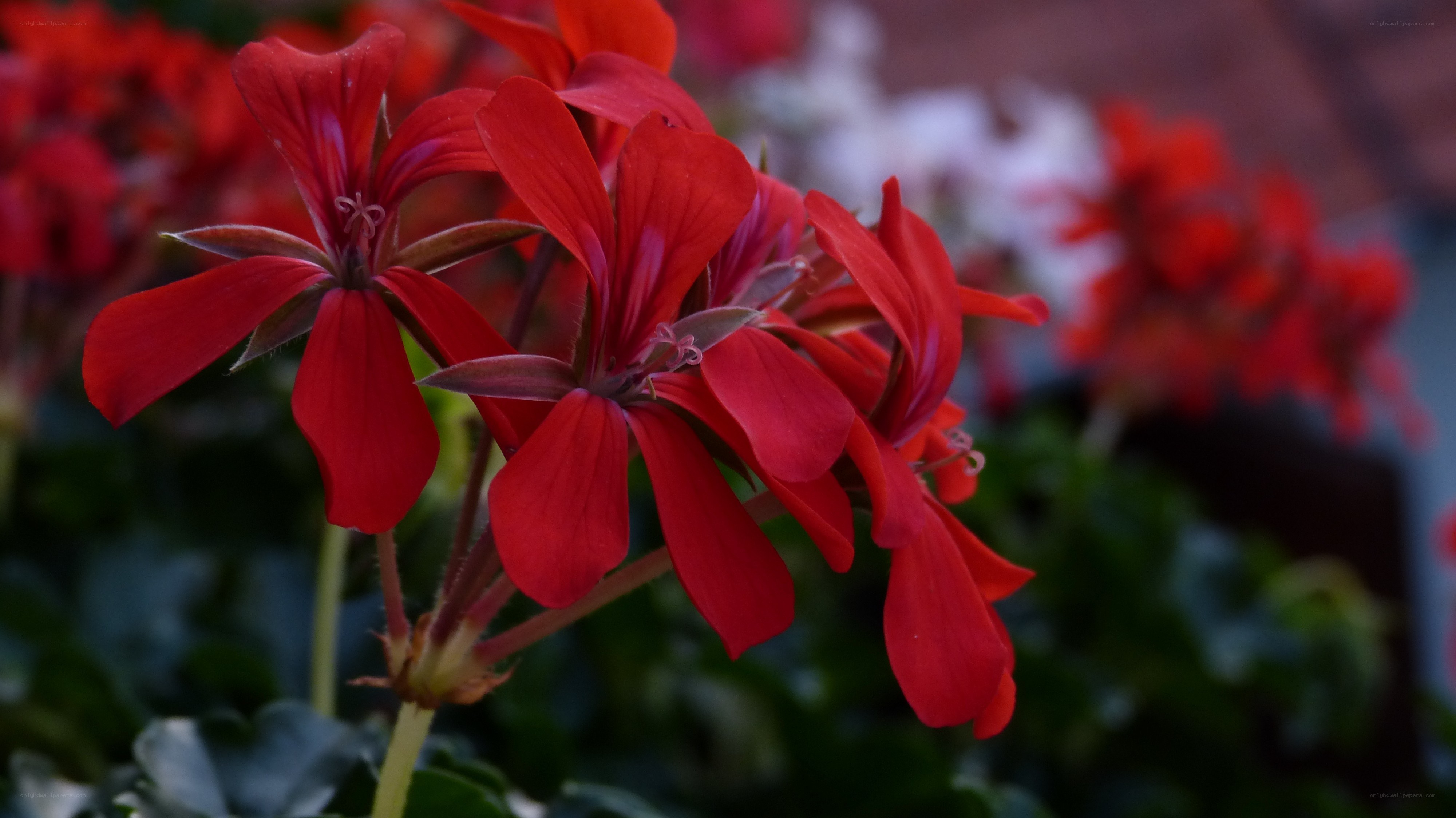 Red geranium flowers in bloom