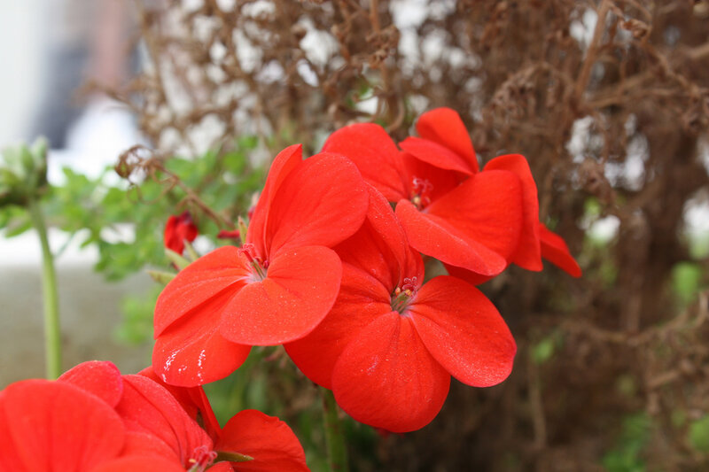 Red geranium flowers in bloom