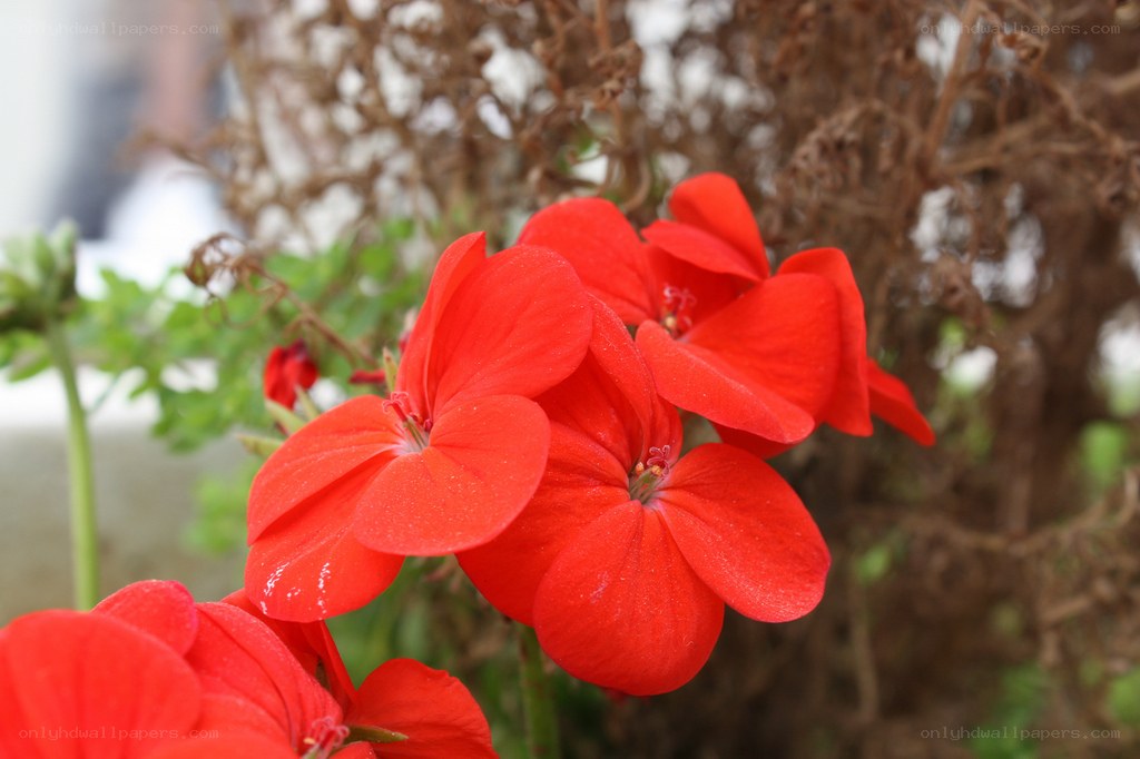 Red geranium flowers in bloom