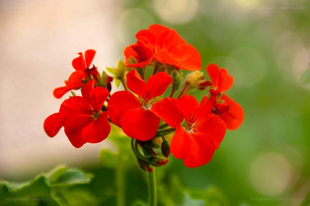 Red geranium flowers in bloom