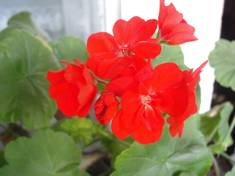 Red geranium flowers in bloom