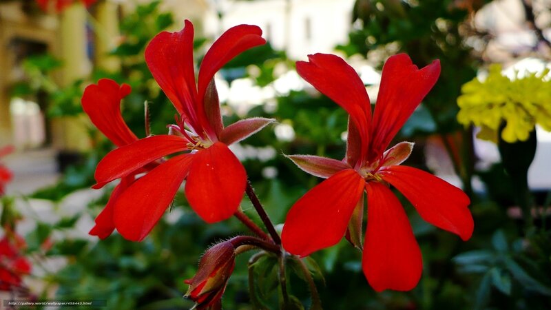 Red geranium flowers in bloom